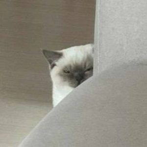 Meet your Posher, Nikki